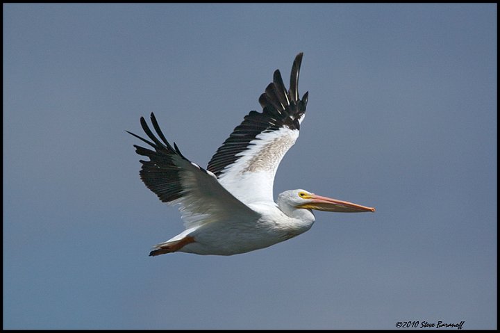_0SB4873 american white pelican.jpg